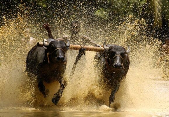 bull surfing in india